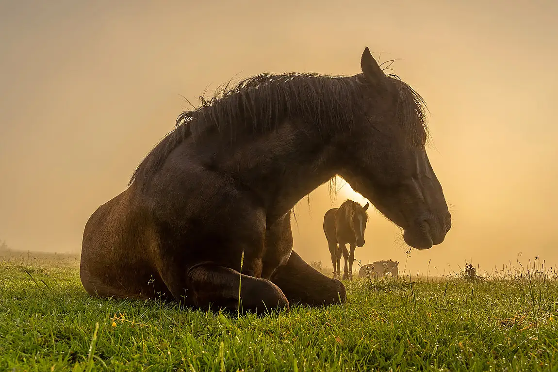 Sunrise horses st george bansko bulgaria
