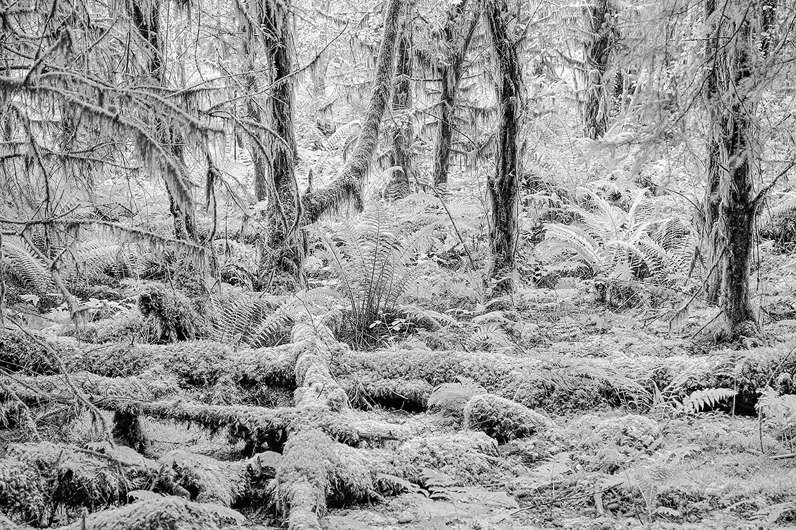 A welsh jungle experience, blaen y glyn, brecon beacons, wales