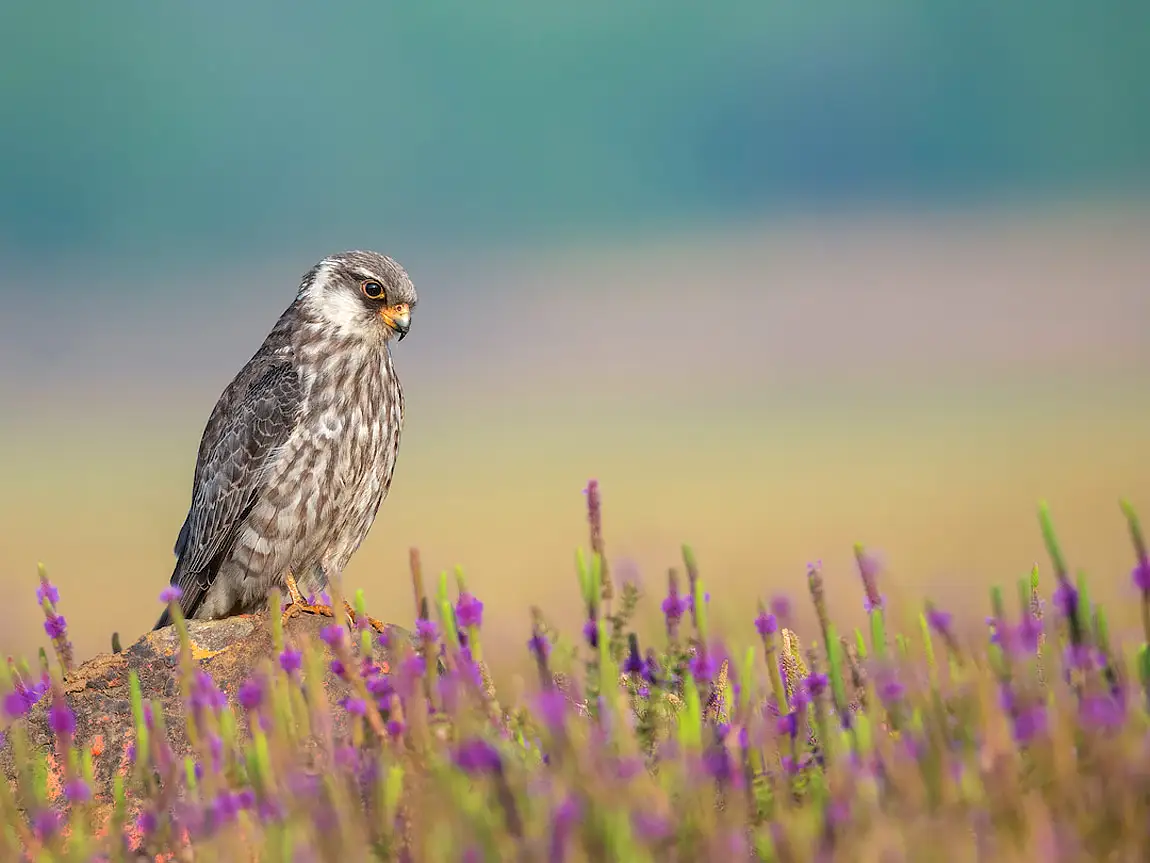 Amur falcon lonavala india