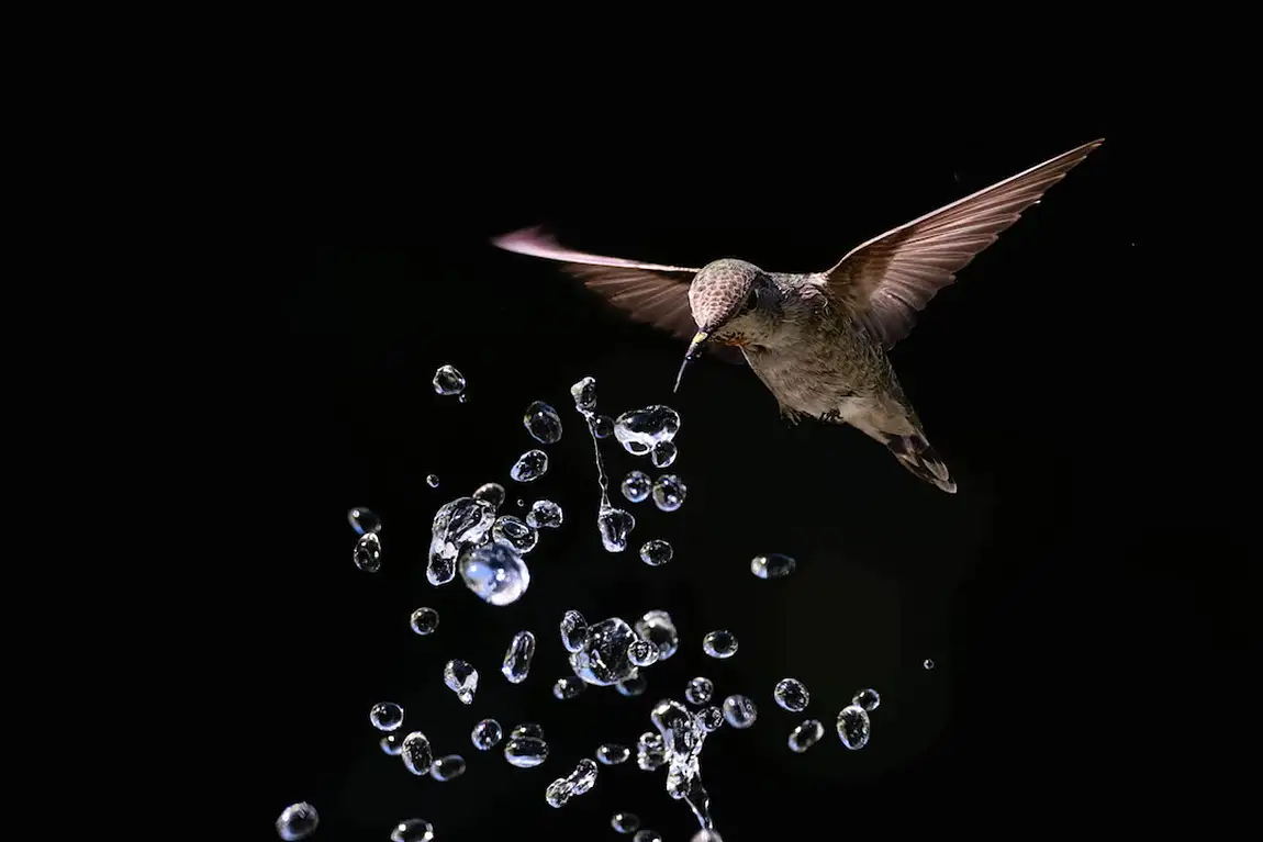 Annas hummingbird california usa