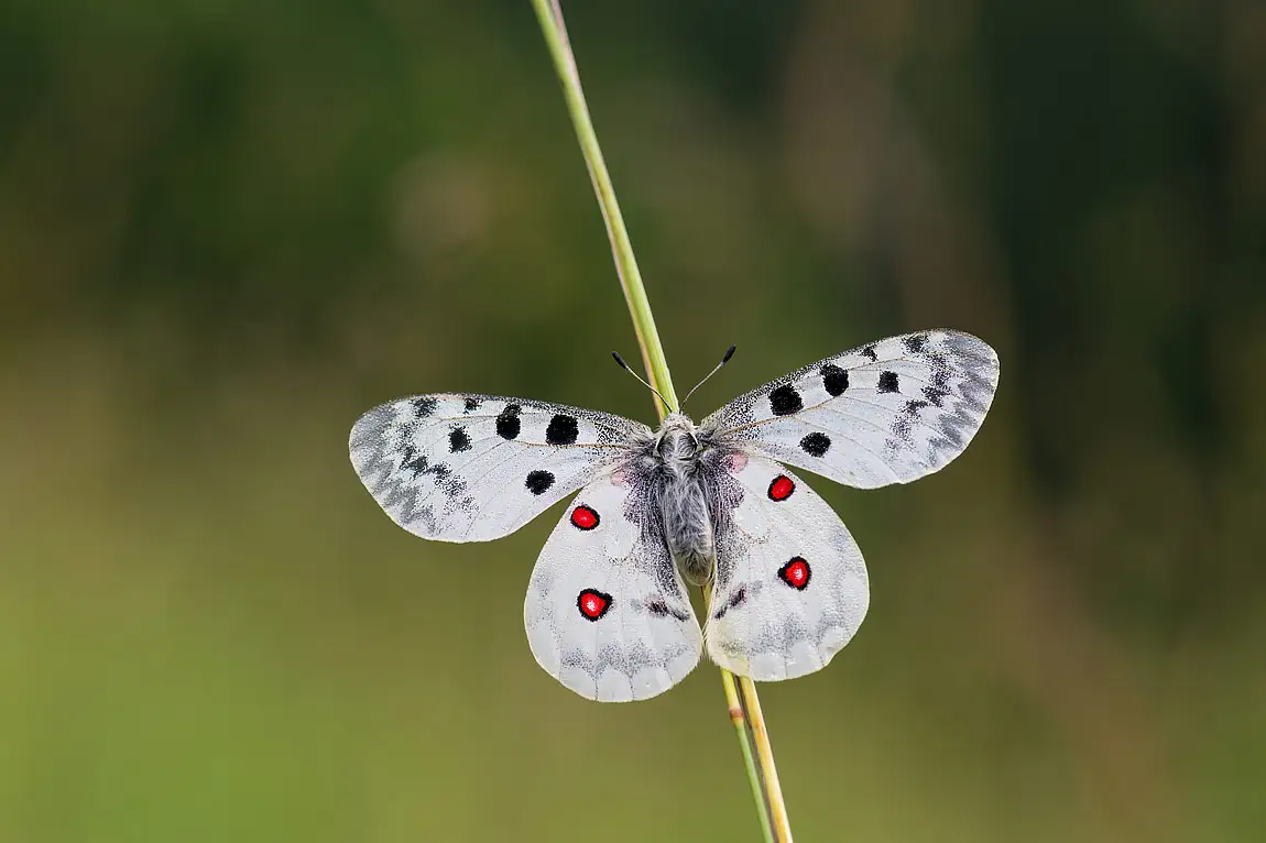 Apollo butterfly baden wurttemberg germany