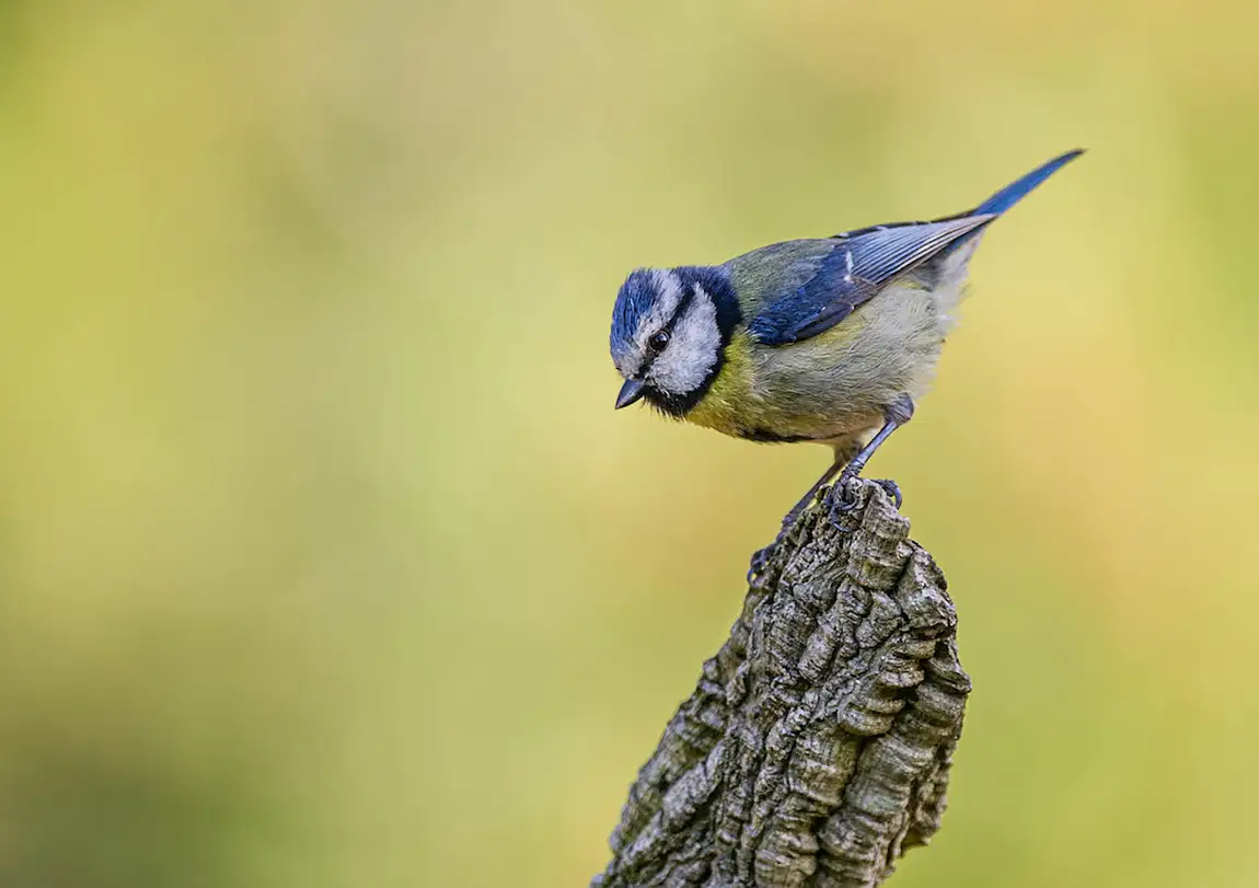 Blue tit setubal portugal