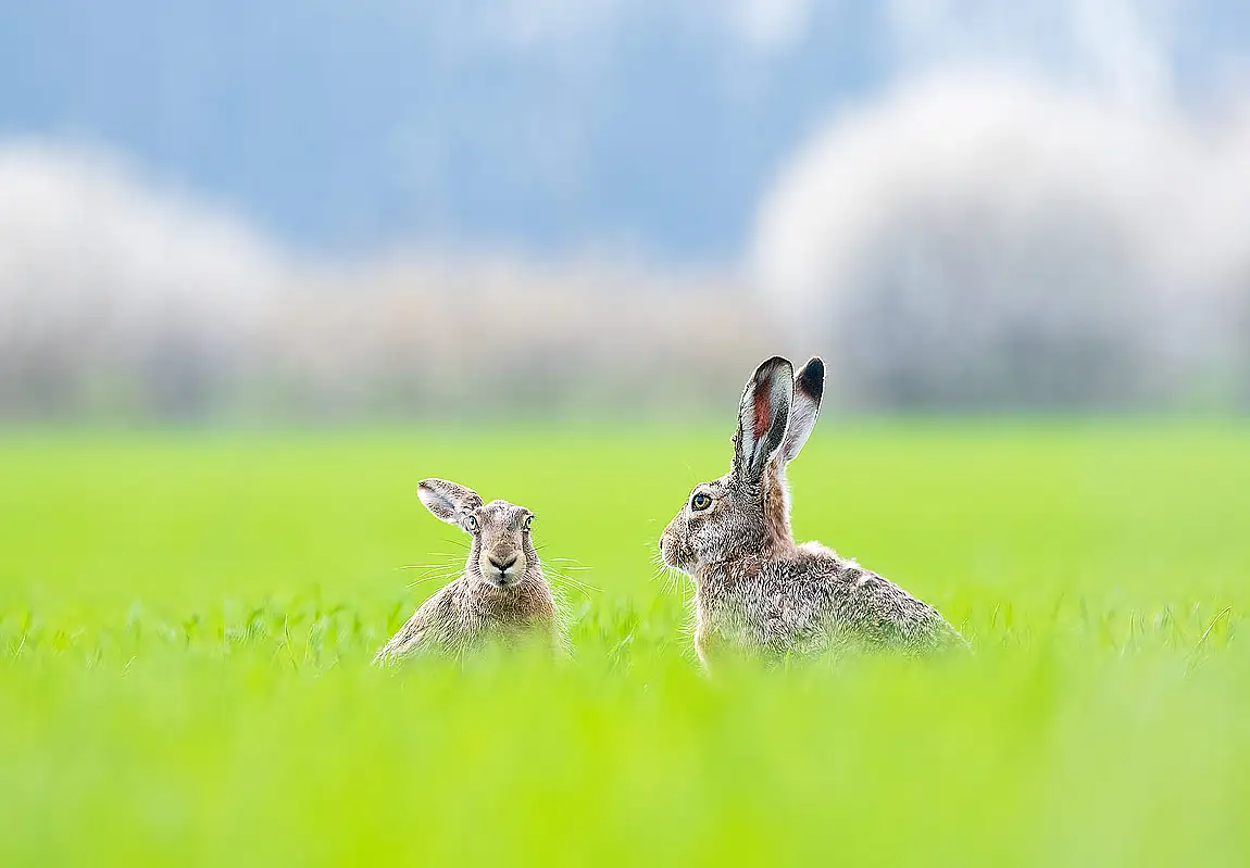 Brown hare lepus europaeus romania