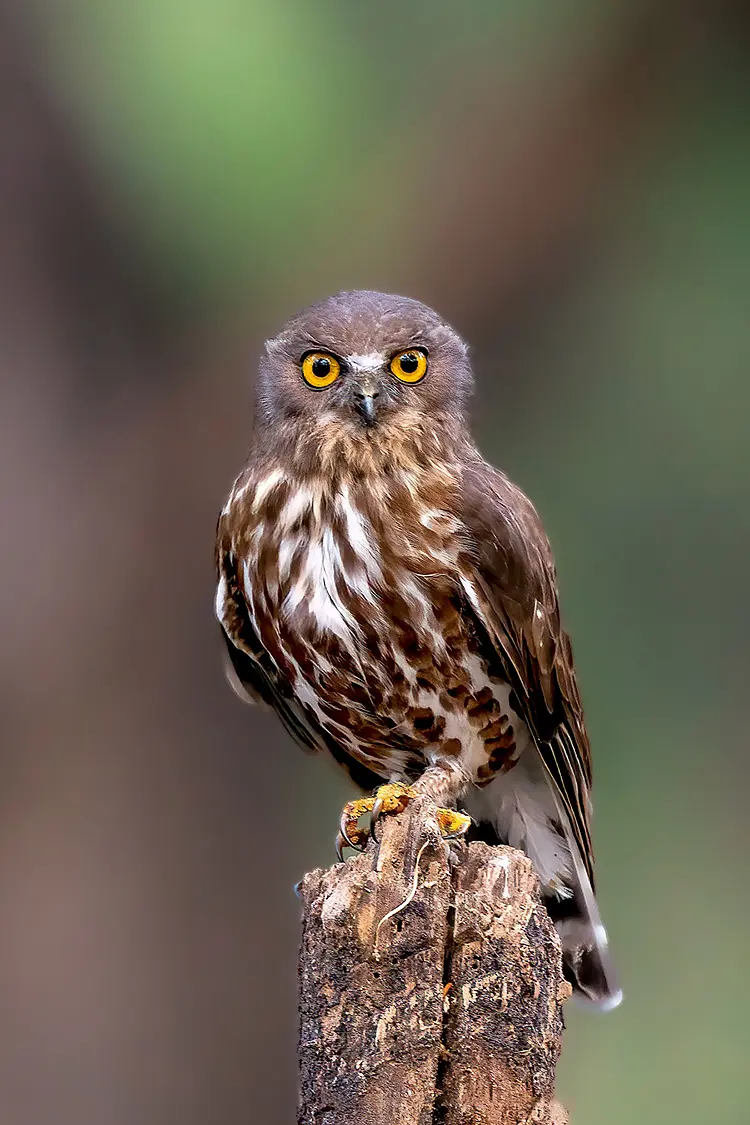 Brown hawk owl tamil nadu india