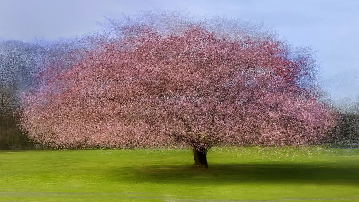 Cherry tree in spring bloom, franklin township, somerset county, new jersey, usa