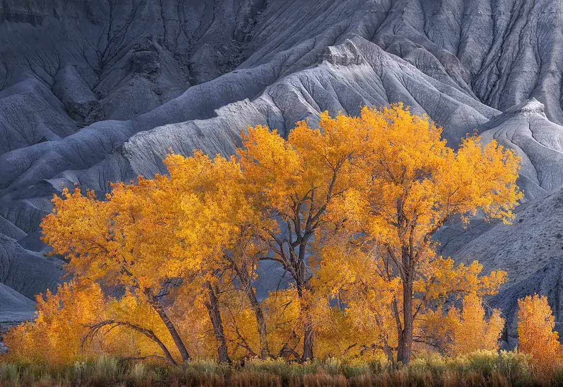 Cottonwood trees badlands utah usa