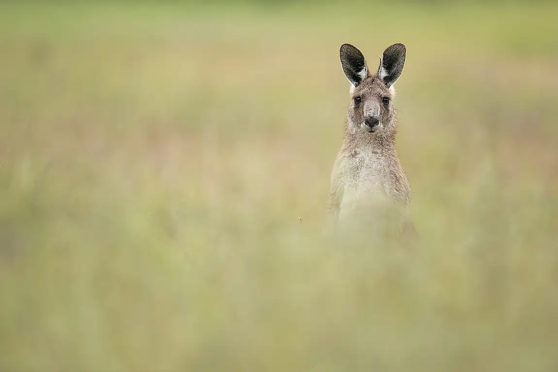 Eastern grey kangaroo scheyville nsw australia