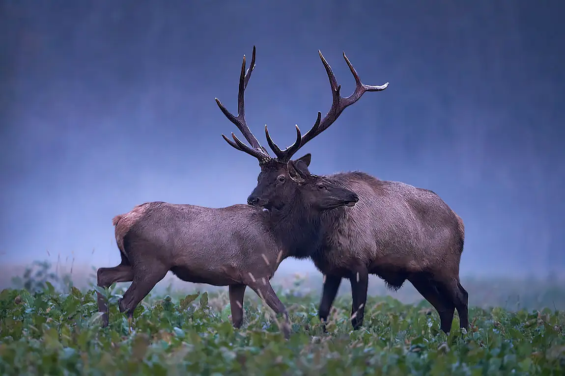 Elk pennsylvania wilds usa