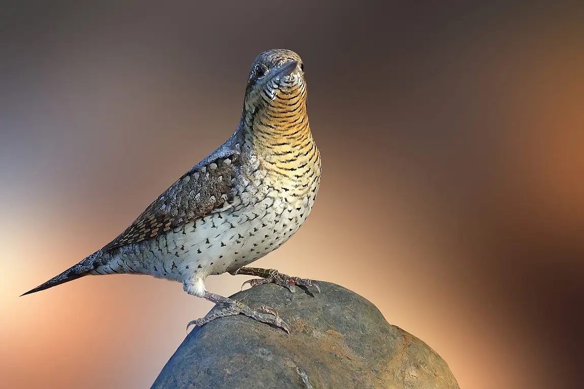Eurasian wryneck ibri sultanate of oman