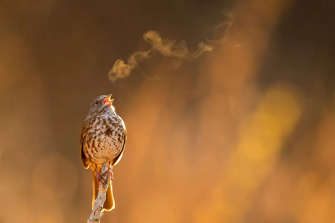 Fox sparrow singing homer alaska usa