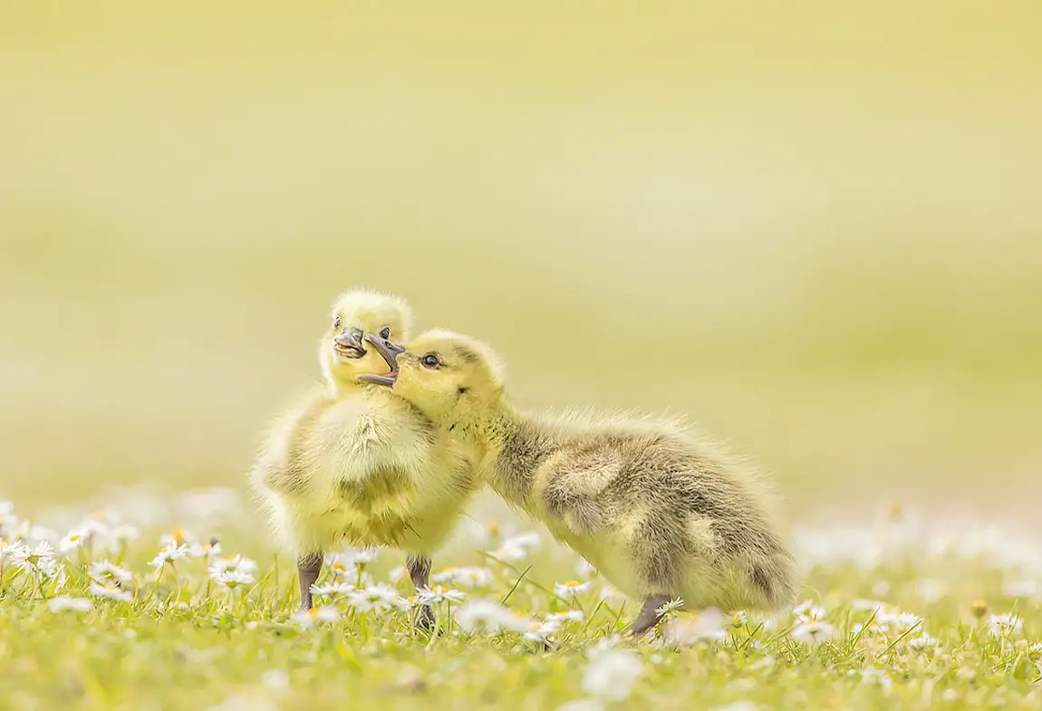 Greylag gosling milton keynes england rebecca fulcher