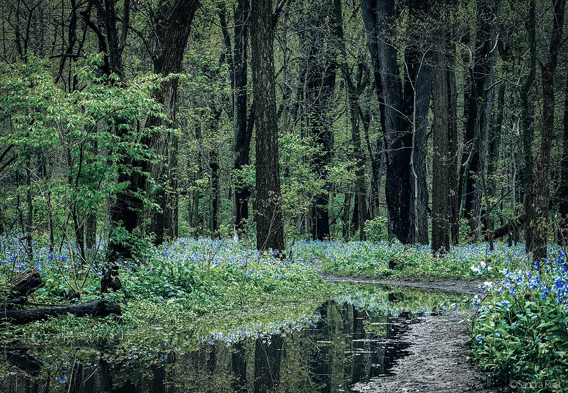 Illinois canyon bluebells, starved rock park, utica, il, usa