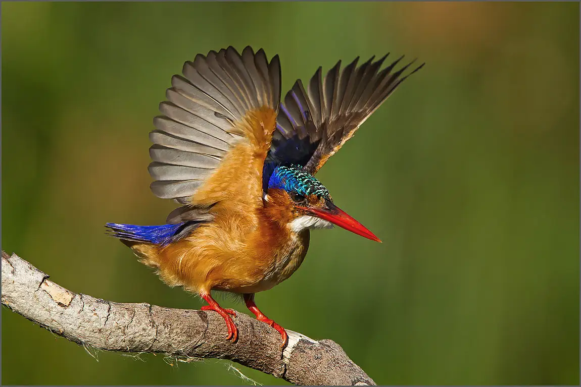 Malachite kingfisher intaka island cape town south africa