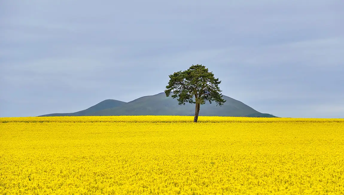 Oil seed rape field near bonnyrigg midlothian scotland