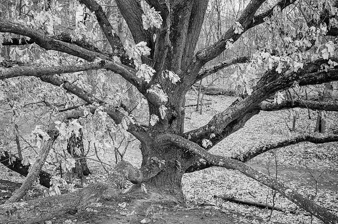 Portrait of an old tree, falkenhagener lake, falkensee, germany
