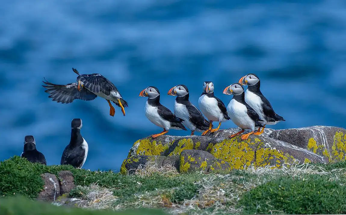 Puffins isle of may england