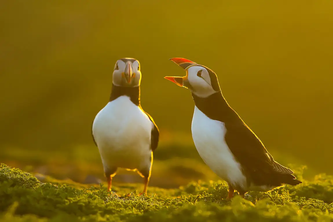 Puffins skomer island england