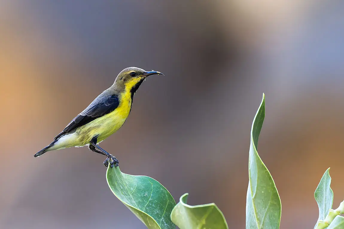 Purple sunbird ibri sultanate of oman