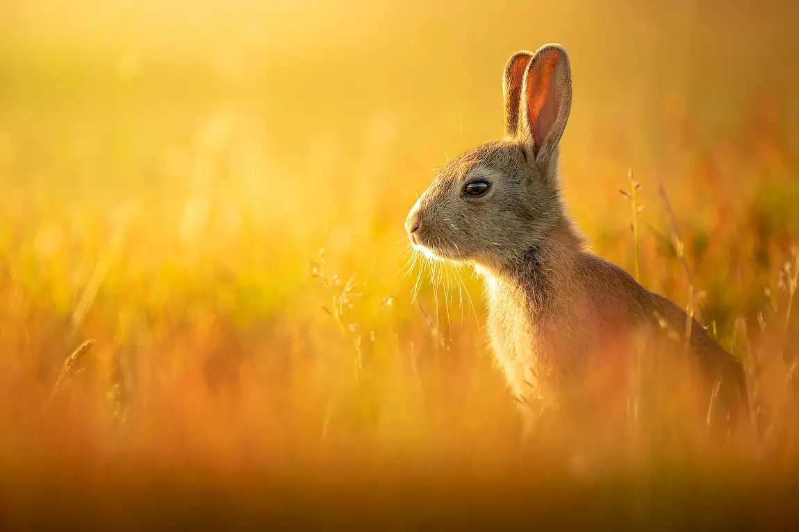 Rabbit richmond park london england