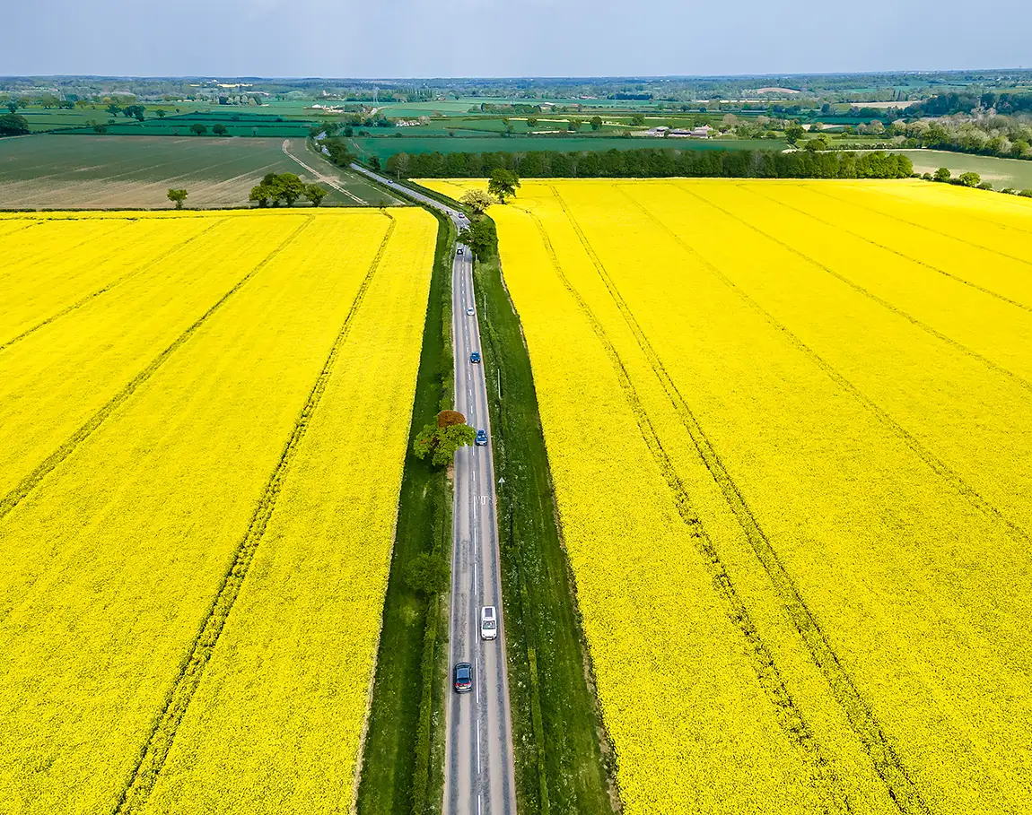 Rapeseed fields, kimberley, norfolk, england
