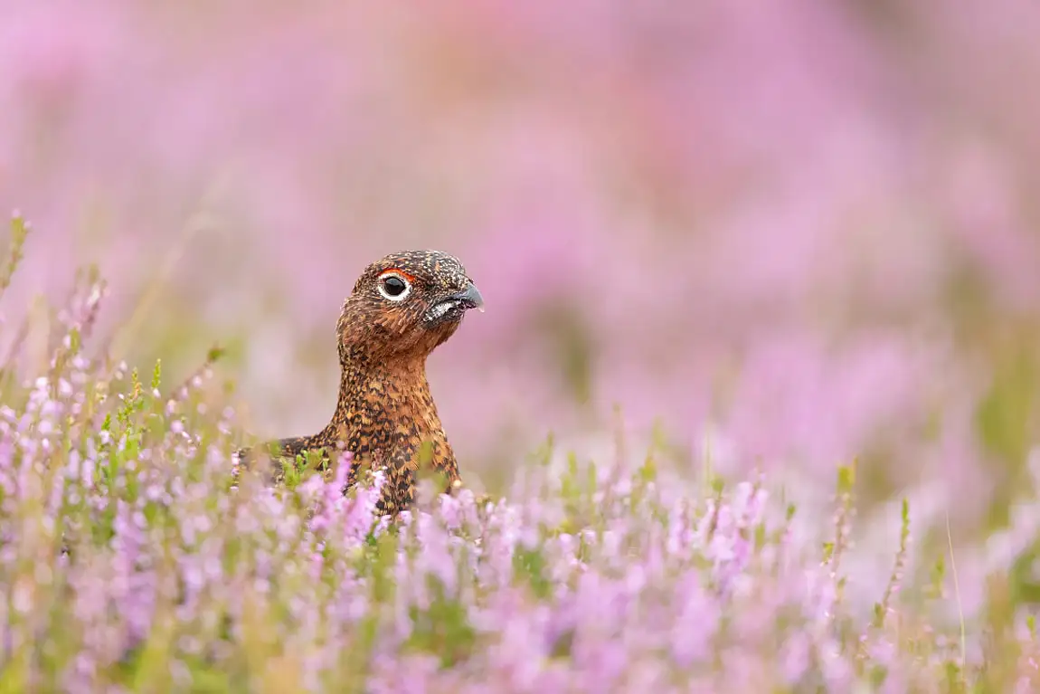 Red grouse cairngorms scotland