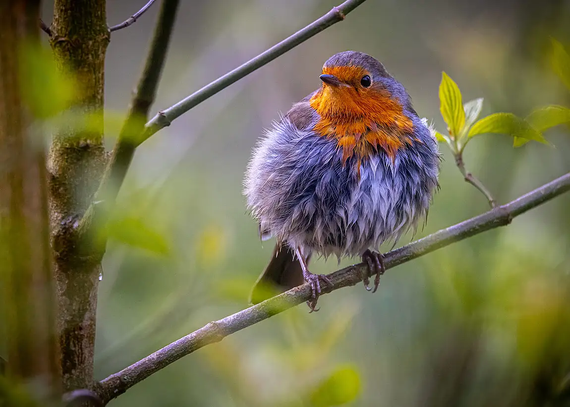 Robin rufford abbey england