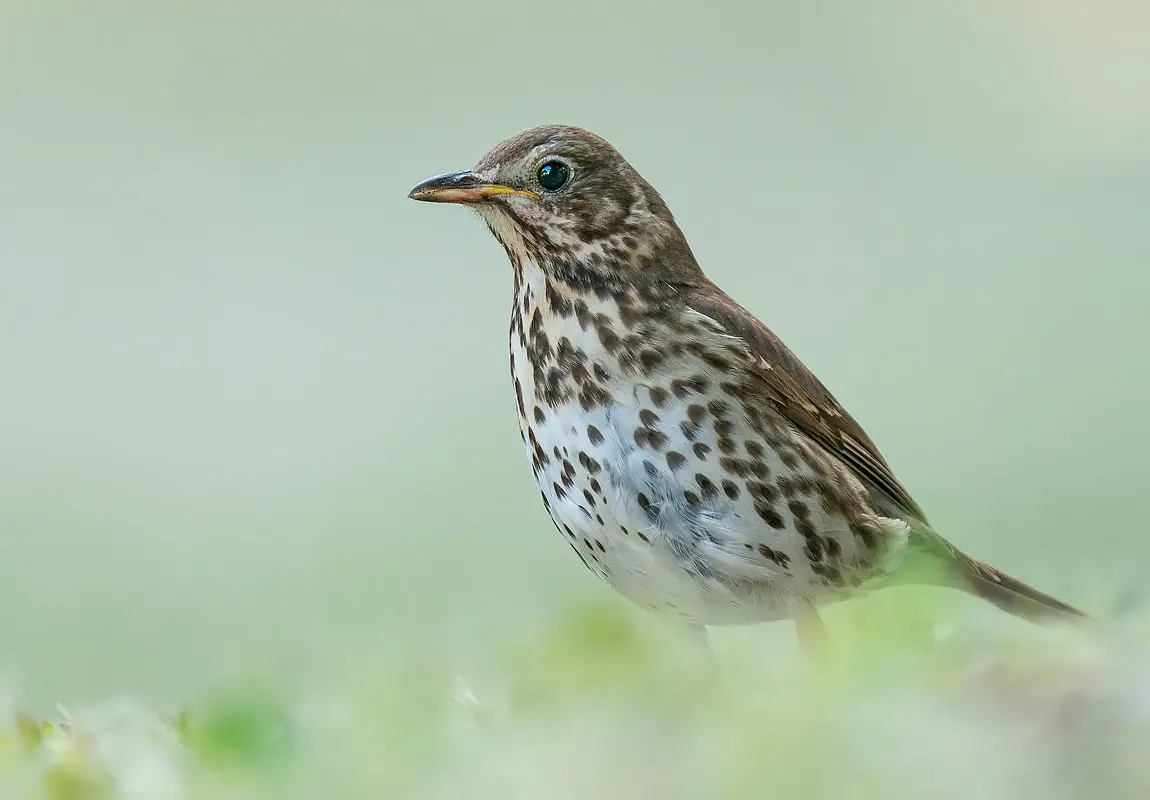Song thrush lisbon portugal