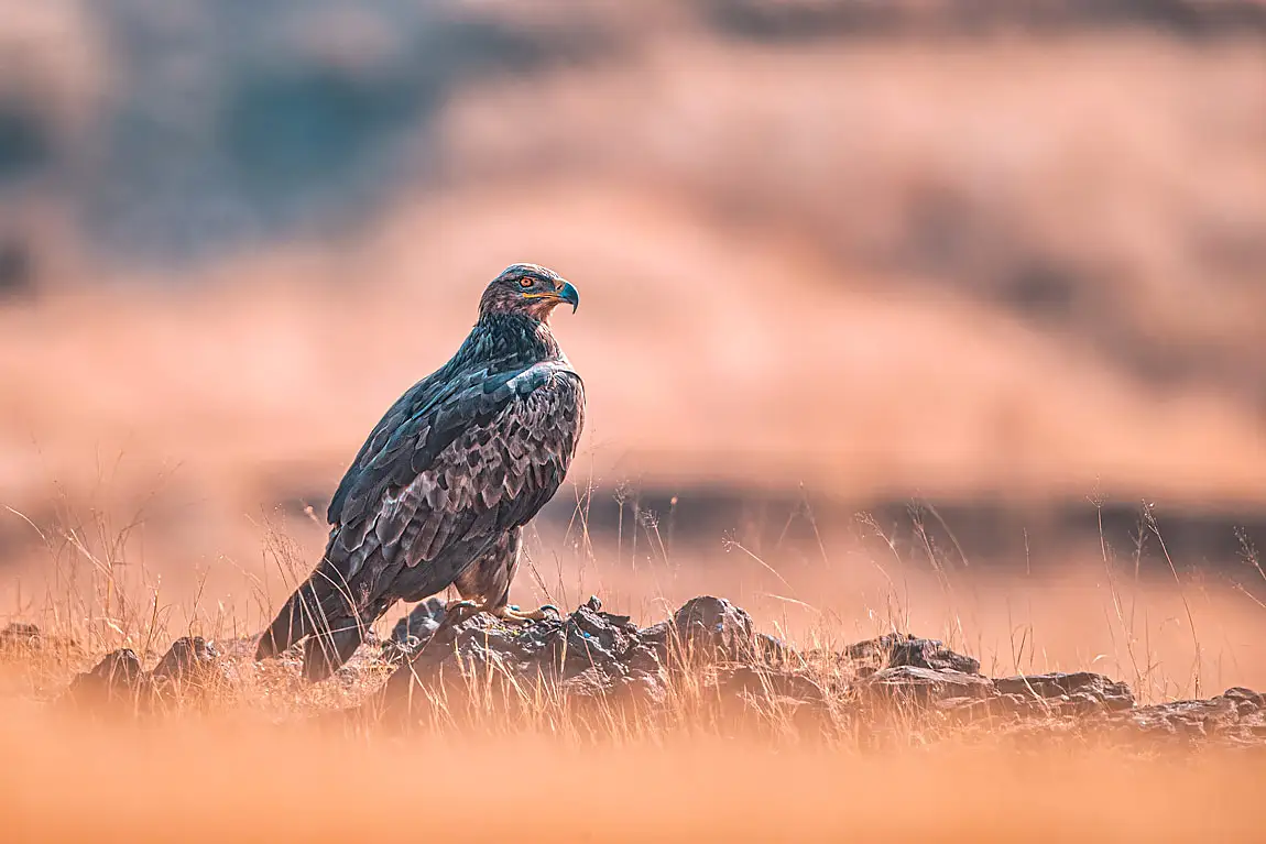 Steppe eagle bhigwan maharashtra india