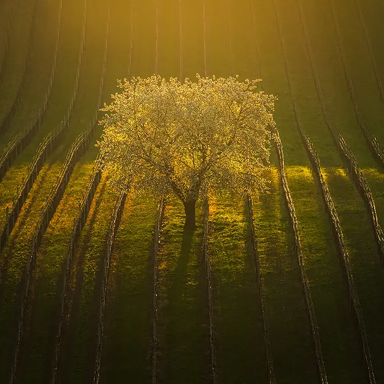Sunrise rays and solitary cherry tree, south moravia, czech republic