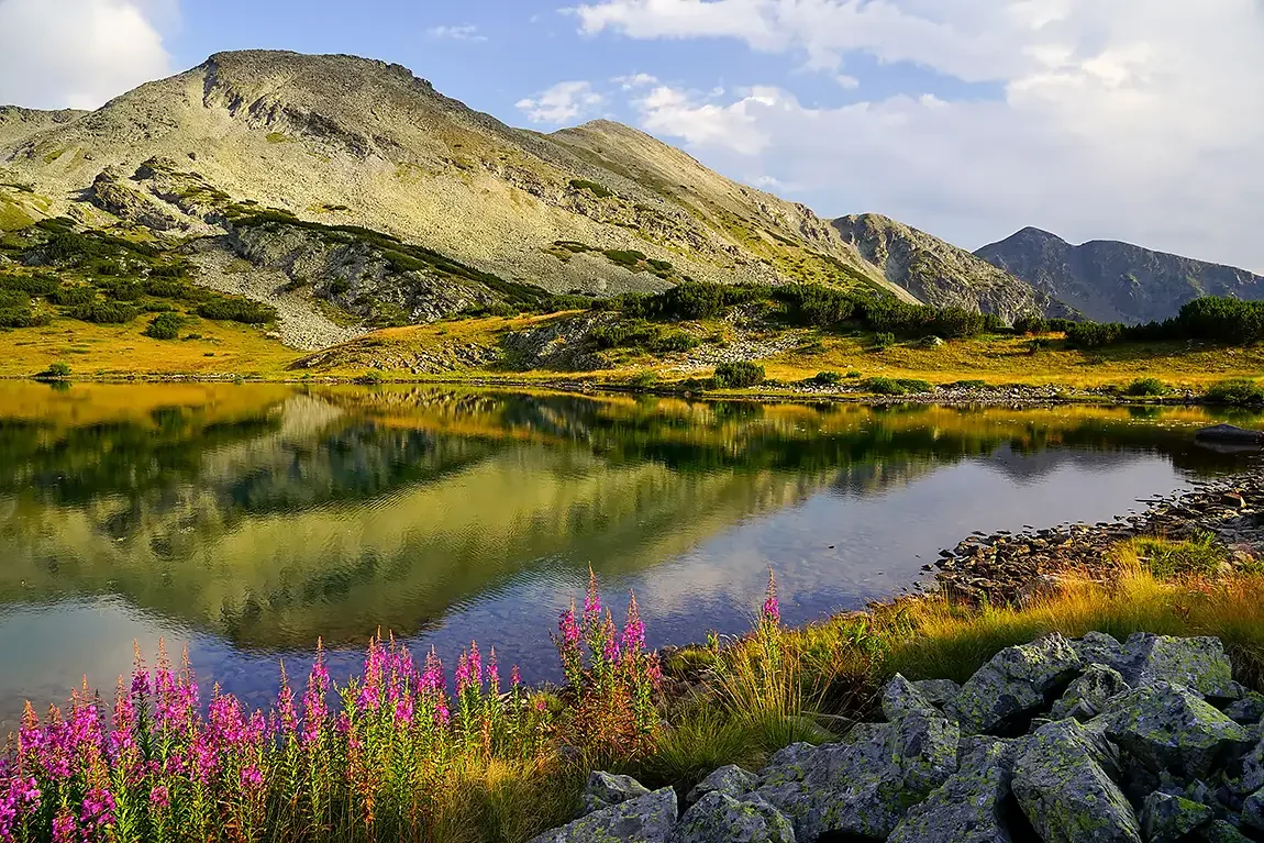 The blue lake wildflowers, rila mountain, bulgaria