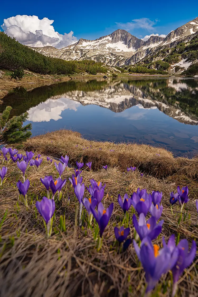 The bunderitsa peak spring wildflowers, pirin mountain, bulgaria