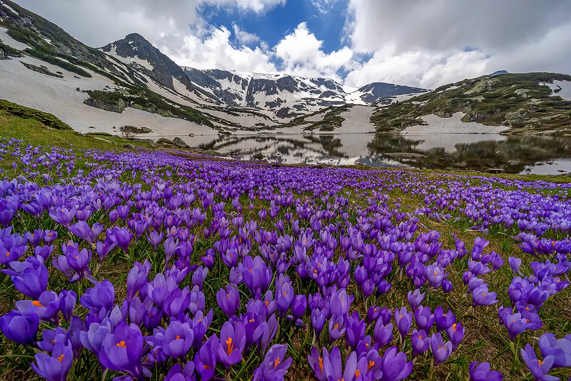 The haramiyata peak spring wildflowers, rila mountain, bulgaria