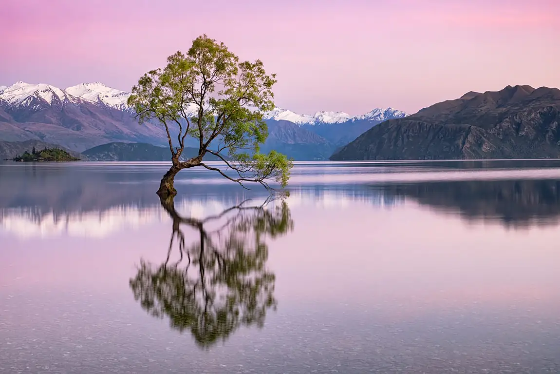The wanaka tree wanaka new zealand