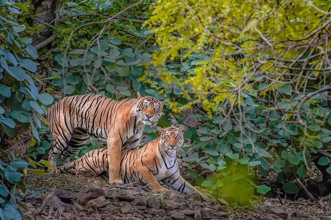 Tiger couple ranthambore national park india
