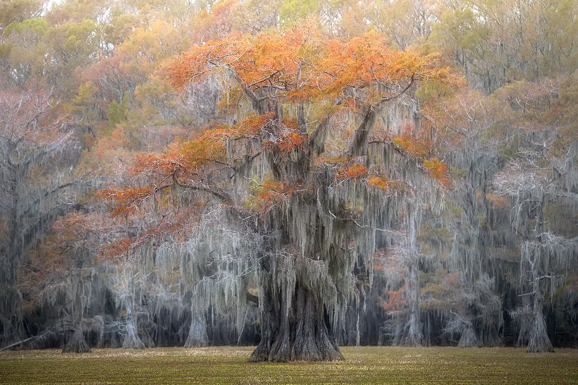 Uncertain caddo lake texas usa