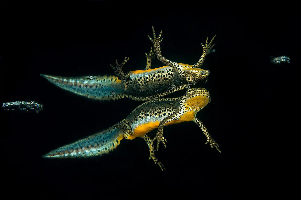Wild alpine male newt lago nero tuscany italy
