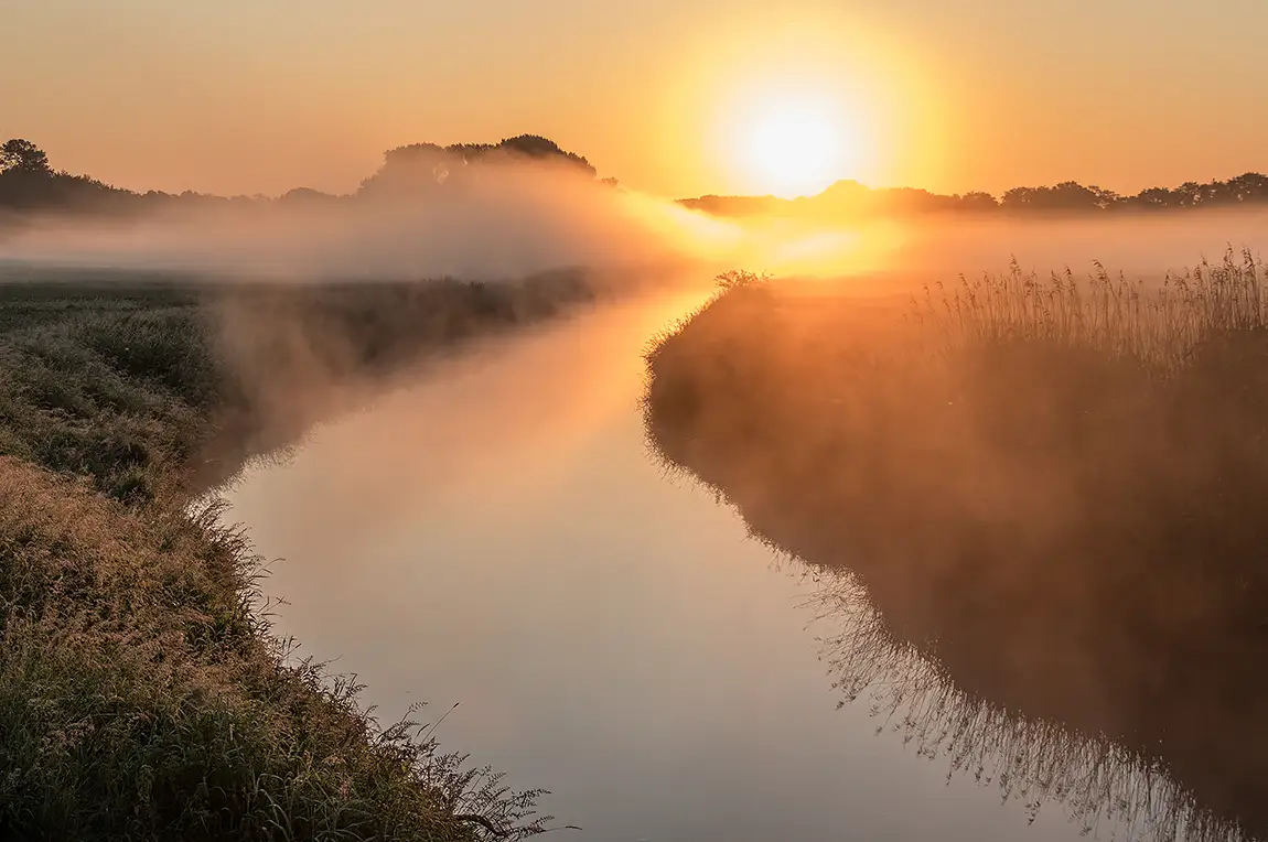Dinkel golden sunrise, lage, lower saxony, germany