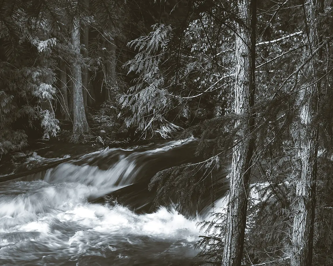 Drowned forest, nass valley, british columbia, canada