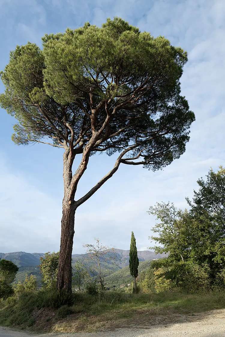 Road to gropin, gropina, loro ciuffenna, tuscany, italy
