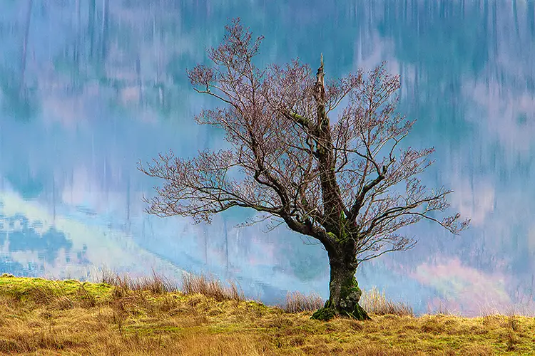 The art of tree photography 2