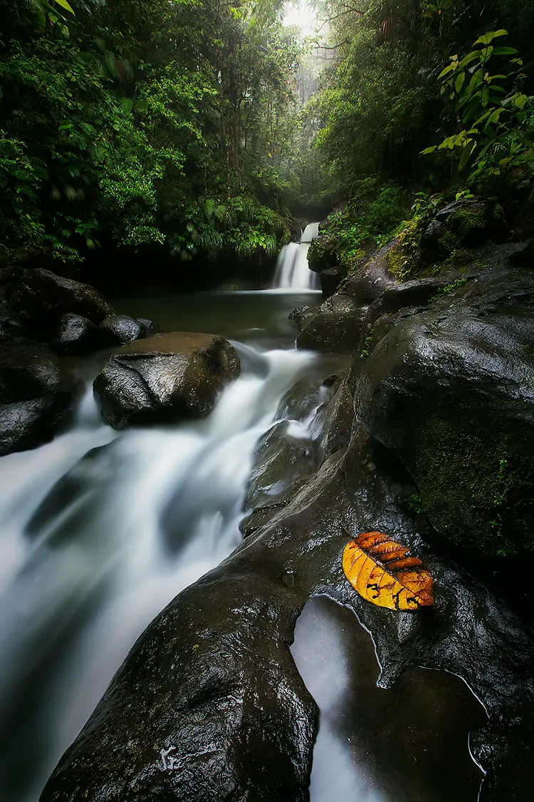 Bassin paradis, guadeloupe, france