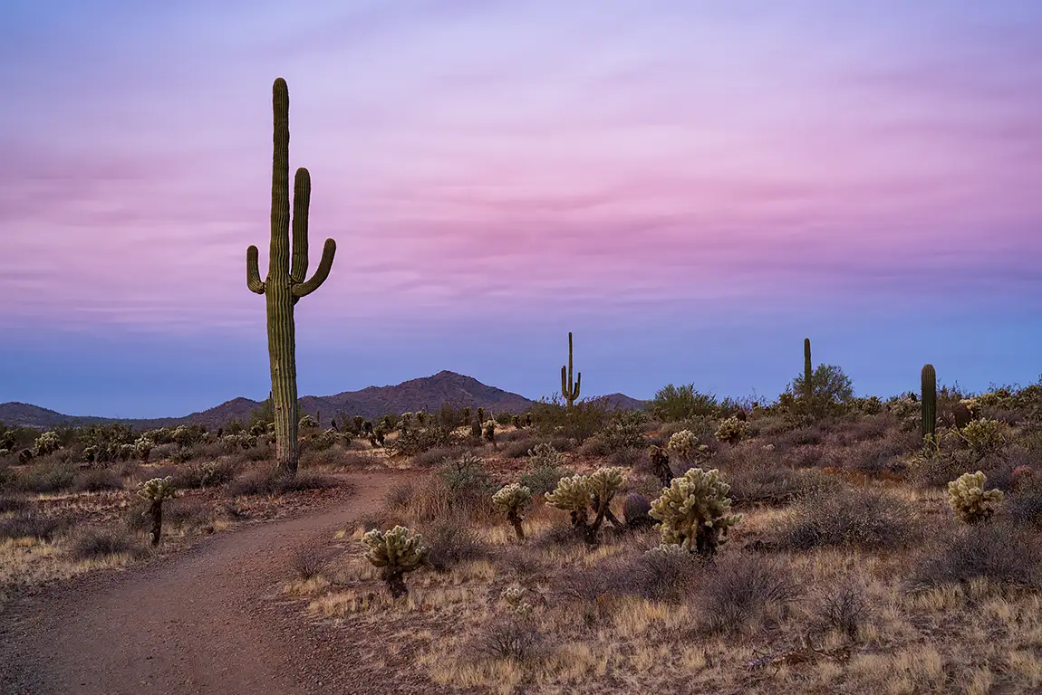Dawn in sonoran preserve, maricopa county, arizona, usa