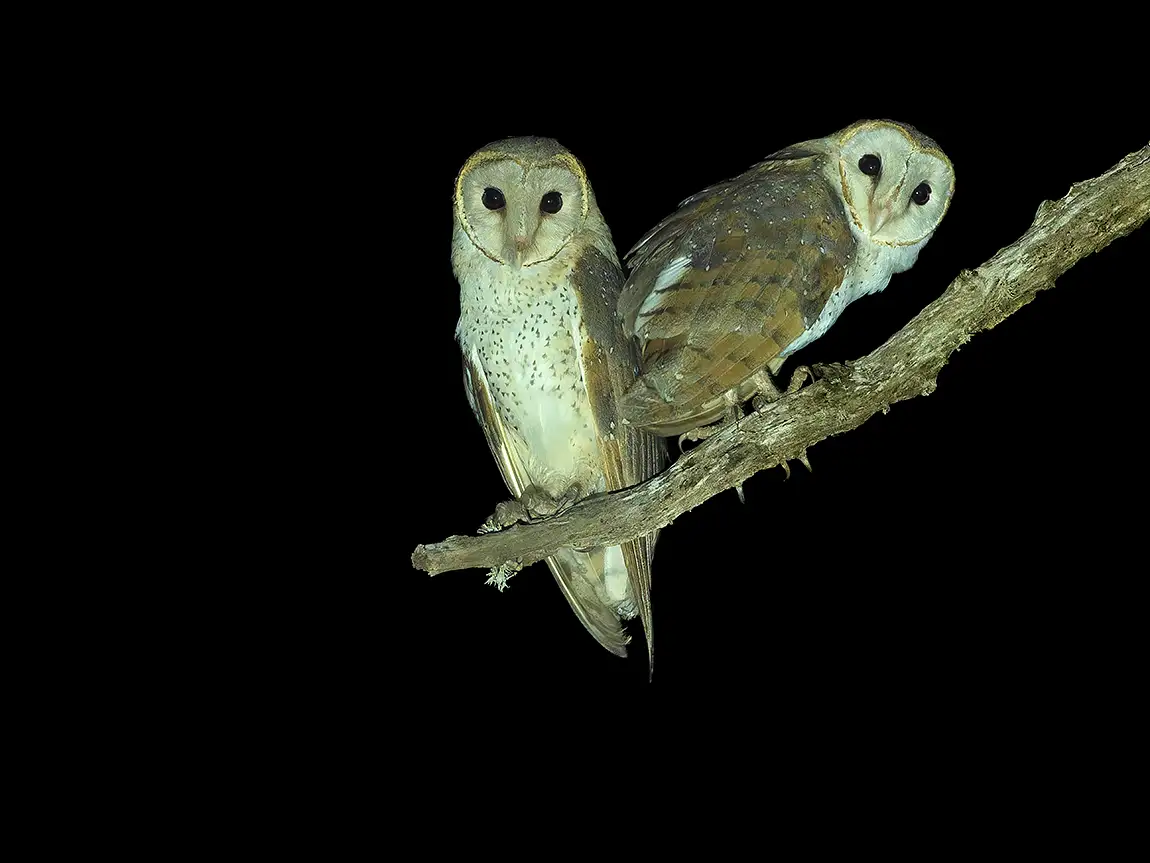 Eastern barn owls, tissamaharama village, sri lanka