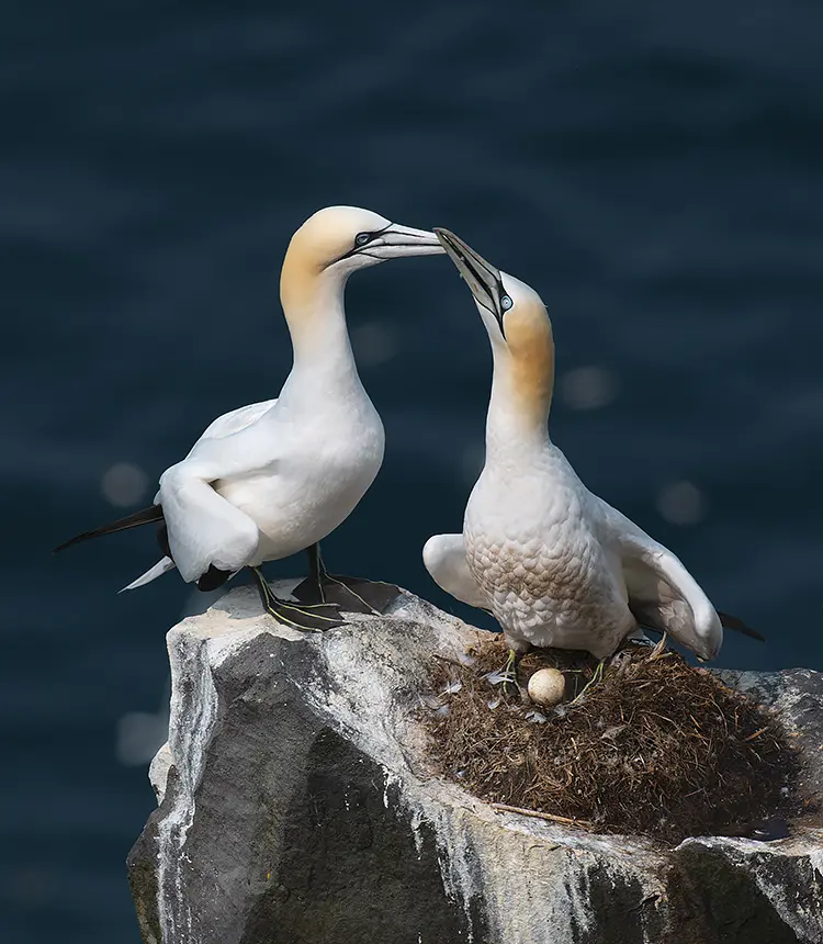 Gannets homecoming, cape st mary's ecological reserve, newfoundland, canada