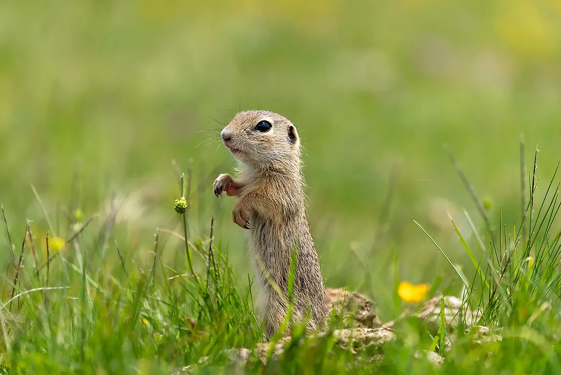 Ground squirrel, rila mountain, bulgaria
