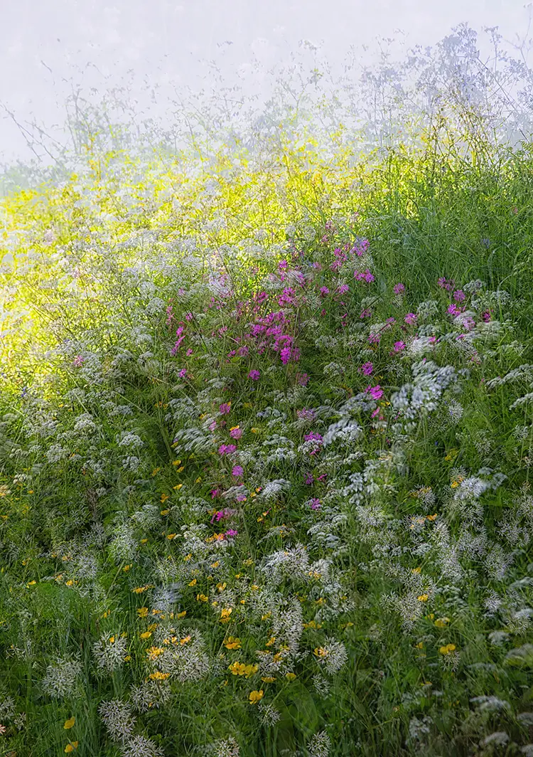 Hedgerow in spring, nr hexworthy, devon, england