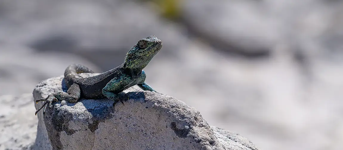 Lizard at table mountain, cape town, south africa