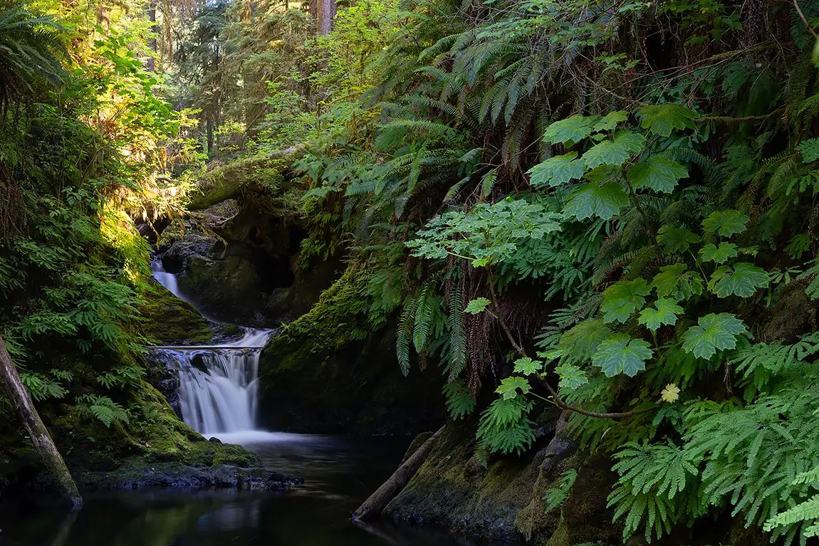 Quinault valley, olympic national park, wa, usa