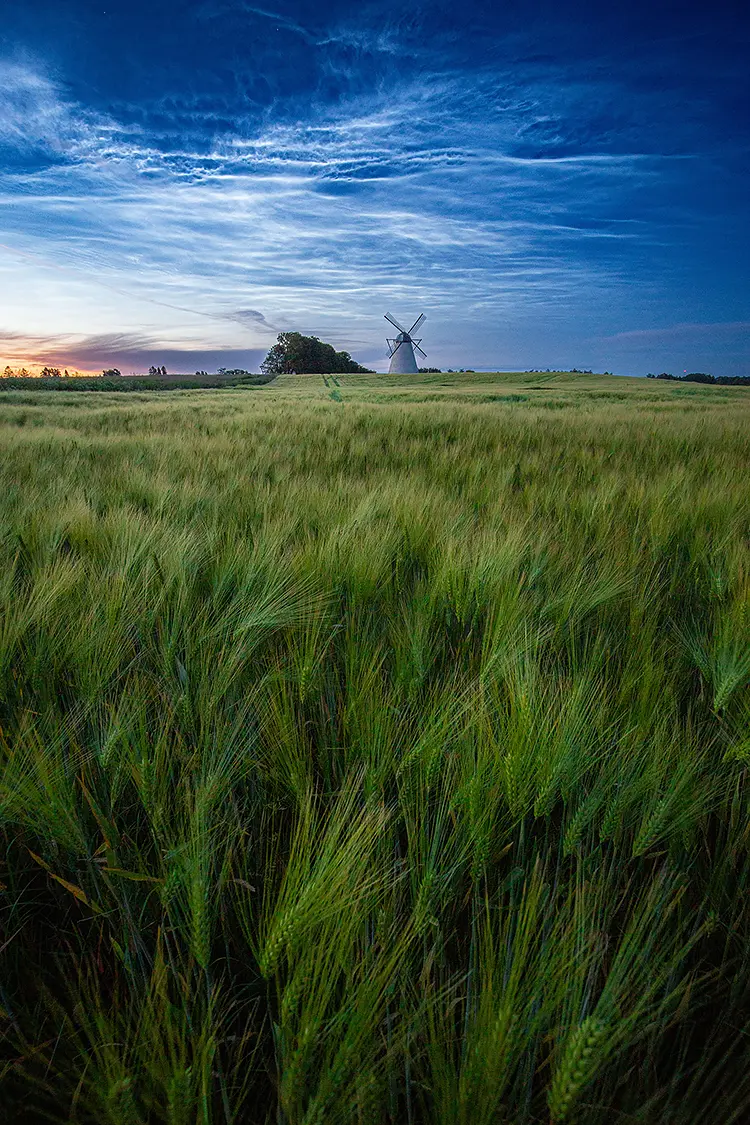 Whispers above the wheat, vihula, laane viru, haljala, estonia