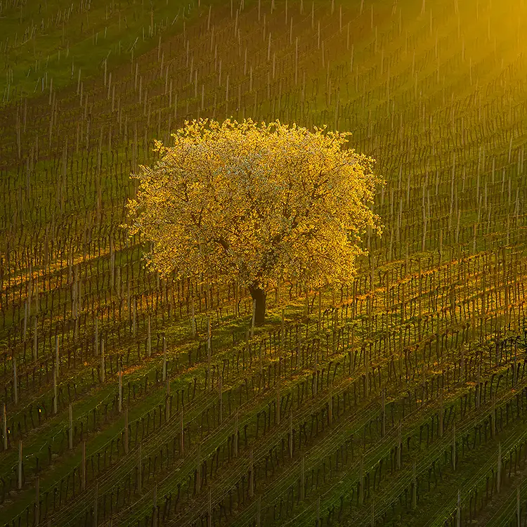 Blossoming cherry tree, south moravia, czech republic